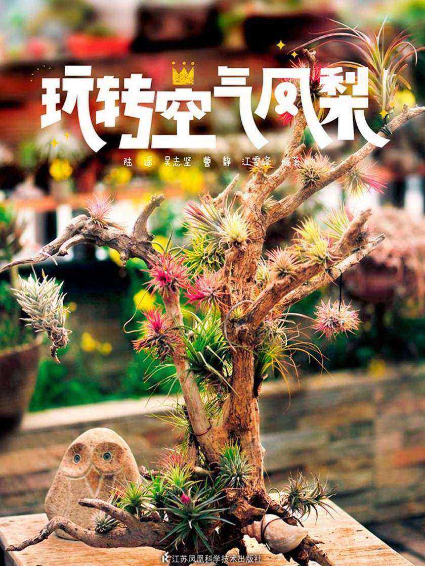 玩转空气凤梨