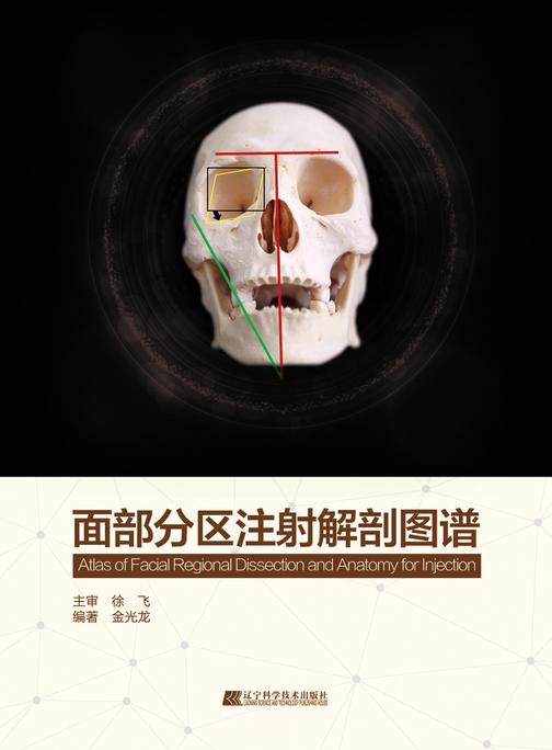 面部分区注射解剖图谱