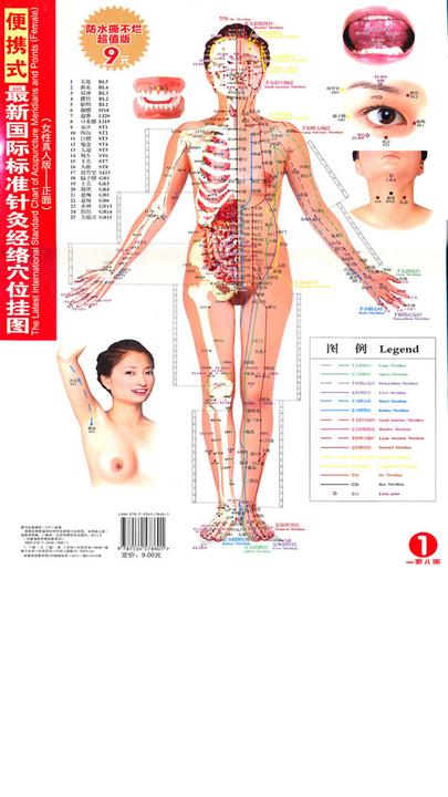 便携式最新国际标准针灸经络穴位挂图（女性真人版）