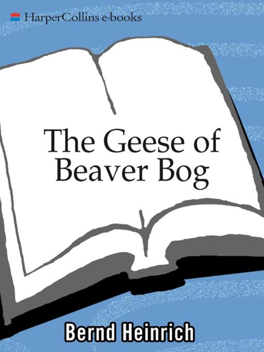 The Geese of Beaver Bog