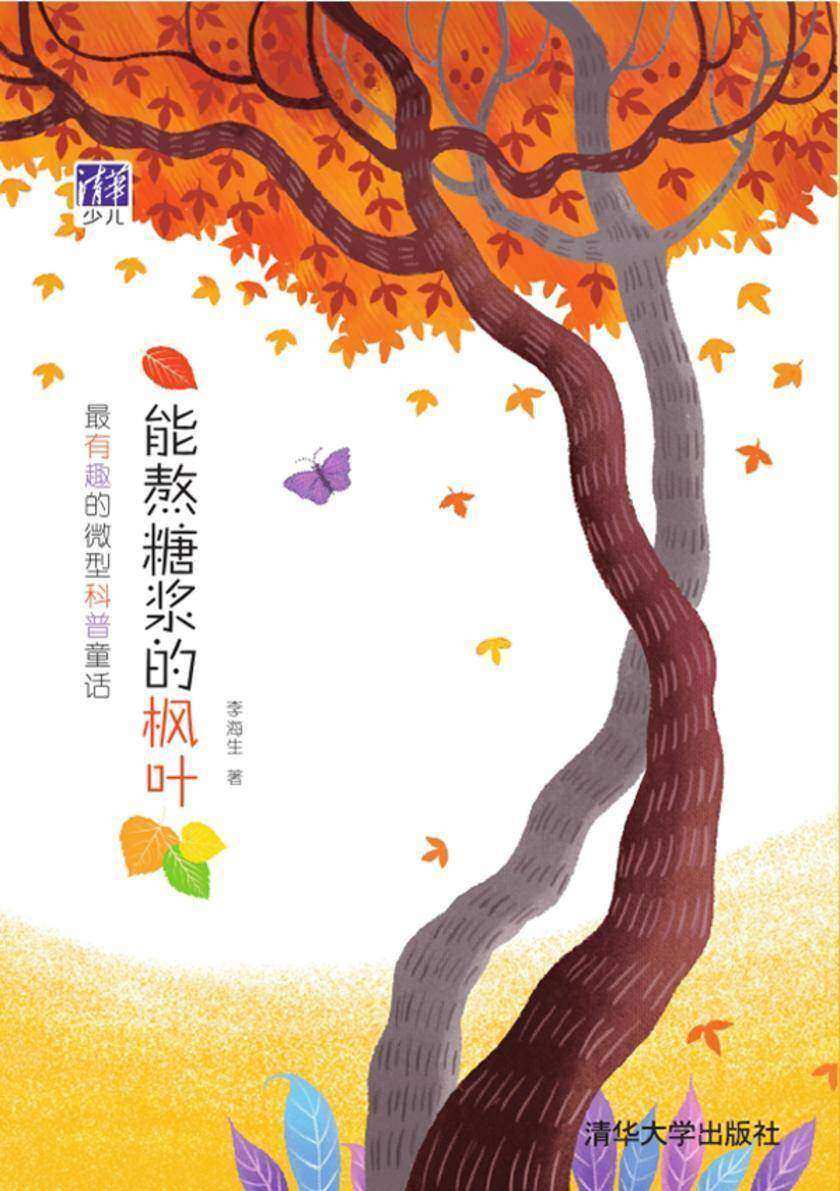 能熬糖浆的枫叶