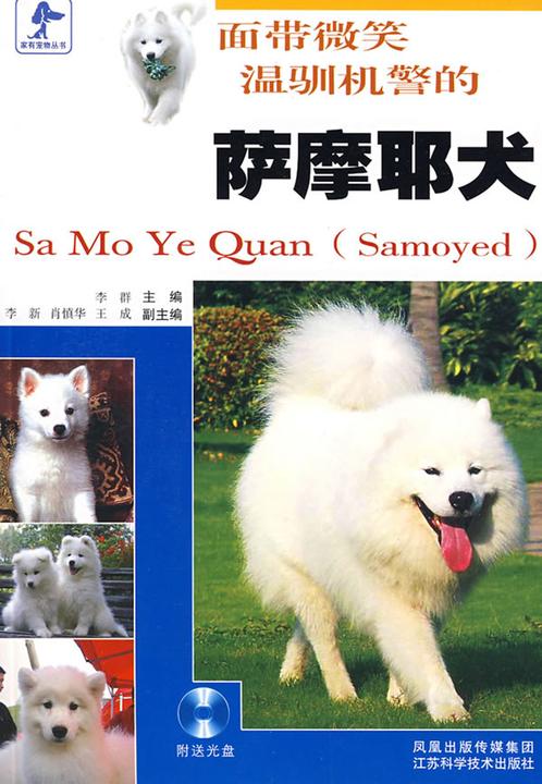 面带微笑温驯机警的萨摩耶犬