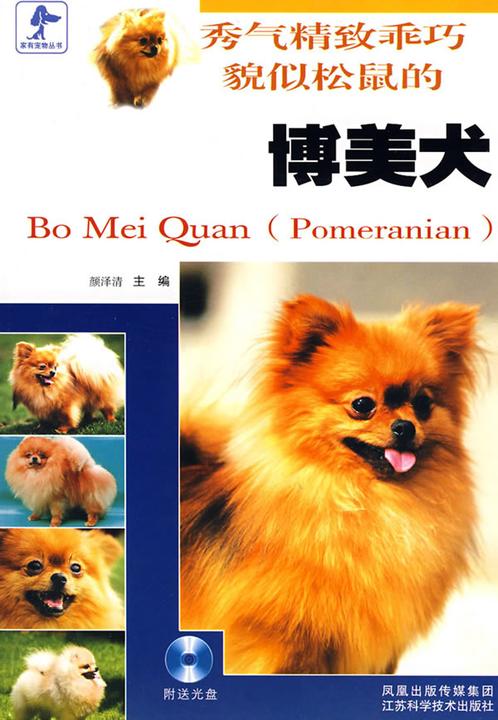 秀气精致乖巧貌似松鼠的博美犬