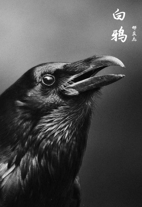 白鸦