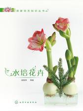 水培花卉
