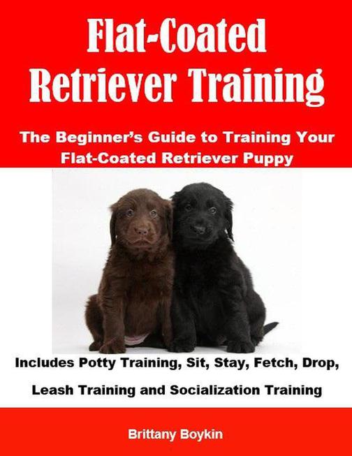Flat-Coated Retriever Training