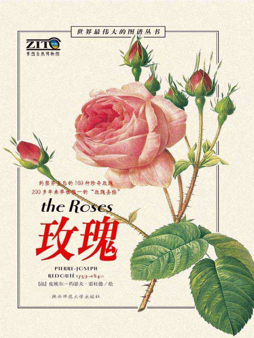 玫瑰