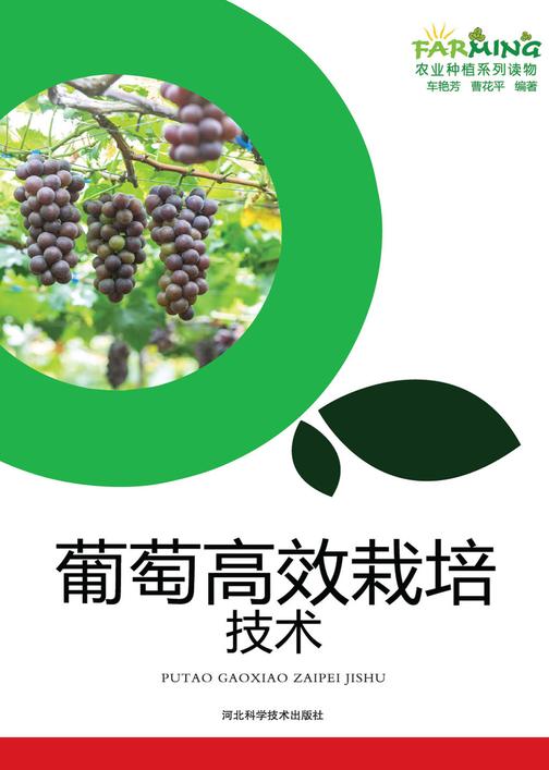 葡萄高效栽培技术