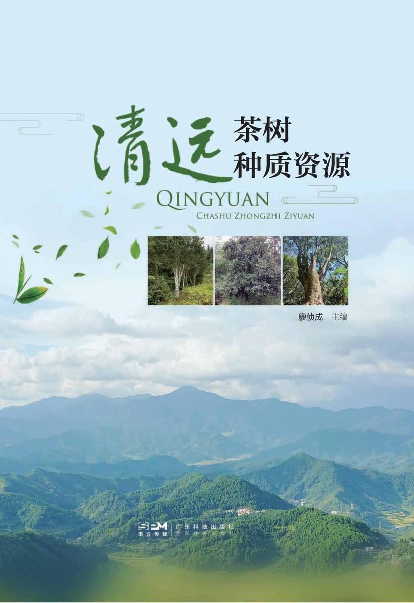 清远茶树种质资源