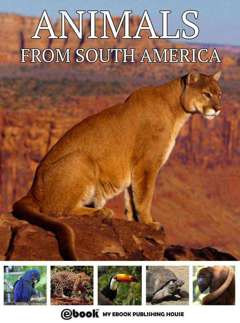 Animals from South America