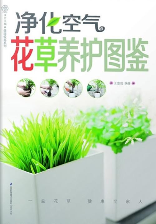 净化空气花草养护图鉴