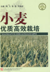 小麦优质高效栽培