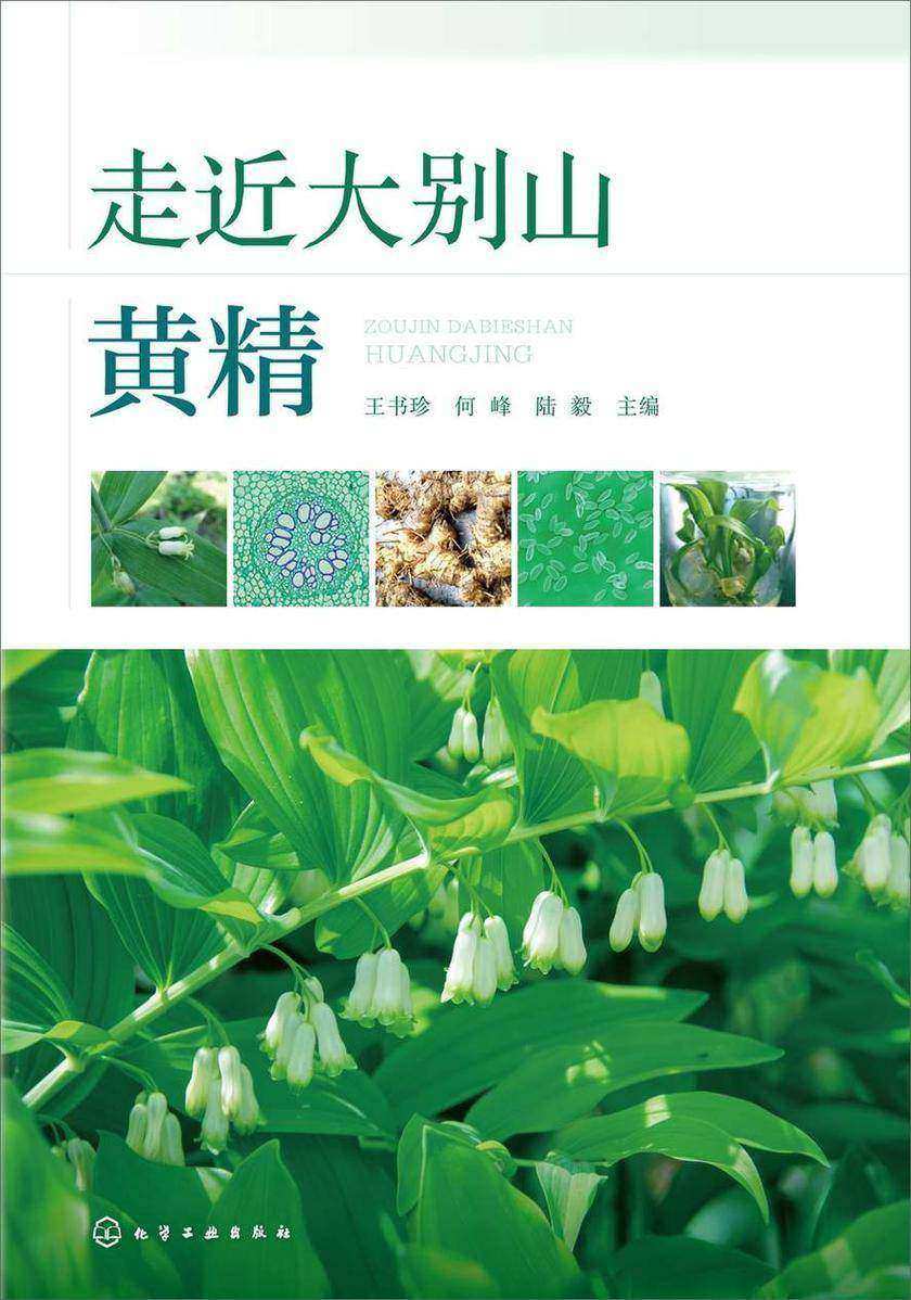 走近大别山黄精