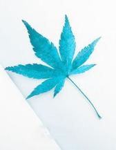 总裁爹地强宠欢