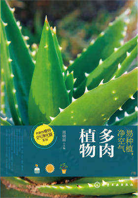 易种植，净空气——多肉植物