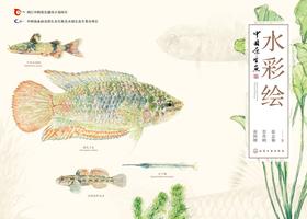 中国原生鱼水彩绘