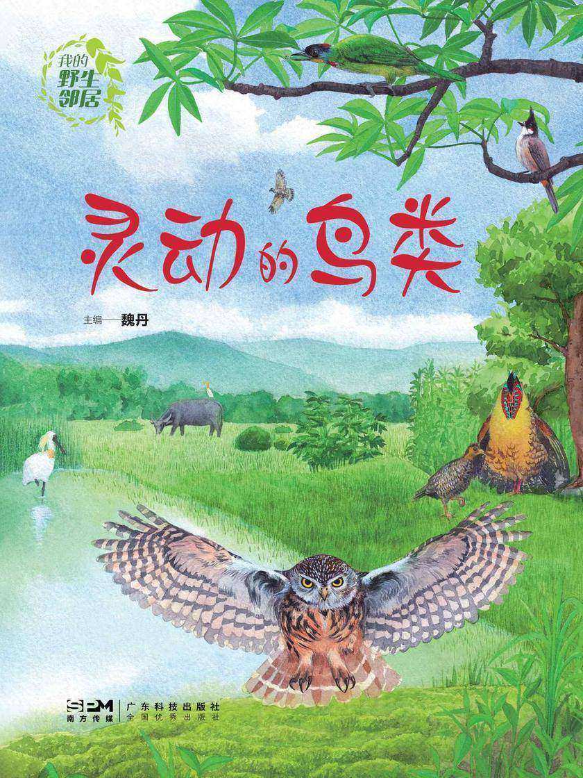 我的野生邻居:灵动的鸟类