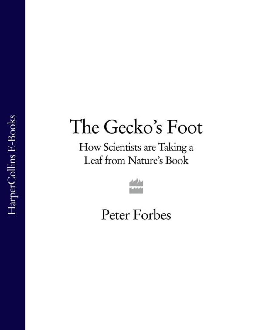 The Gecko’s Foot: How Scientists are Taking a Leaf from Nature's Book